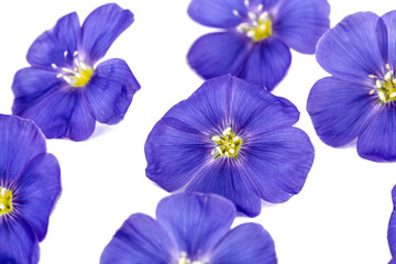 Fototapeta na wymiar Blue flowers of flax, isolated on white background