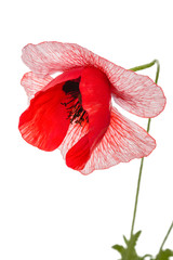 The flower of a poppy with unusual coloring of petalsisolated on white background