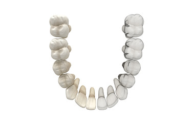 Denti Umani, Dentista, Dentizione, Anatomia © LaCozza