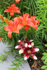 Asiatic Lily Mix