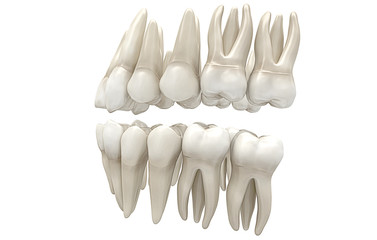 Denti Umani, Dentista, Dentizione, Anatomia © LaCozza