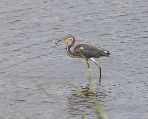 Tricolored Heron in a natural landscape