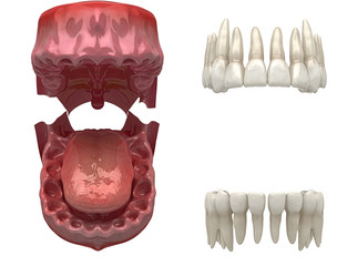 Denti Umani, Dentista, Dentizione, Anatomia © LaCozza