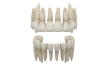 Denti Umani, Dentista, Dentizione, Anatomia © LaCozza