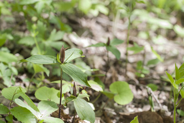 Red Trillium Flower