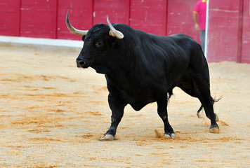 bull spanish