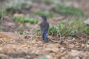  Western Bluebird perching bird in natural landscape