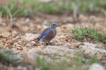  Western Bluebird perching bird in natural landscape