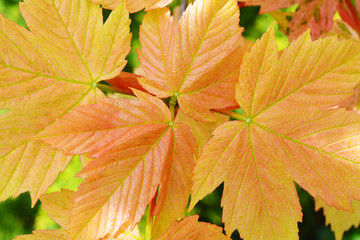 Young spring pink maple leaves. In the spring garden.