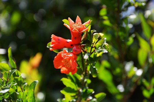 柘榴の木 Photos Royalty Free Images Graphics Vectors Videos Adobe Stock 柘榴の木 Photos Royalty Free Images Graphics Vectors Videos Adobe Stock