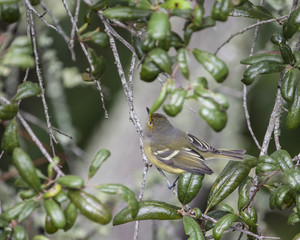 White eyed Vireo warbler bird in a natural landscape