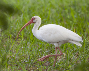 White Ibis bird in a natural landscape