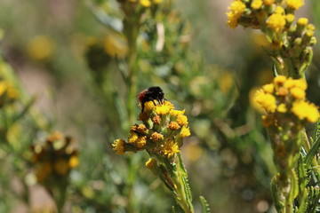 Peruvian Bees