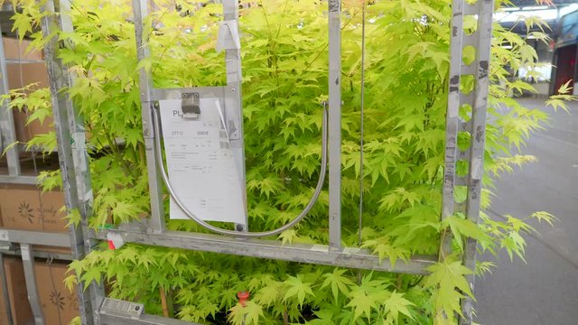 844_The_green_leaves_of_the_flower_plants_inside_the_cart.mov