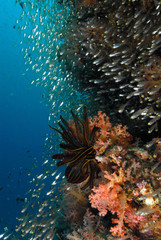 fish found at coral reef area at Koh Lanta, Thailand