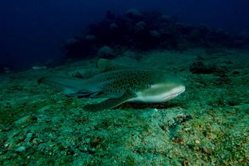 Naklejka na ściany i meble shark found at coral reef area at Koh Lanta, Thailand