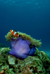sea anemones found at coral reef area at Koh Lanta, Thailand