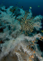 featherstar found at coral reef area at Koh Lanta, Thailand