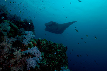 Fototapeta na wymiar manta ray found at coral reef area at Koh Lanta, Thailand
