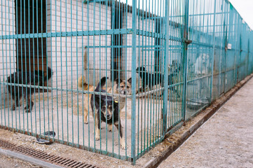 Shelter for stray dogs.
