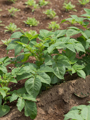 ジャガイモ畑　男爵