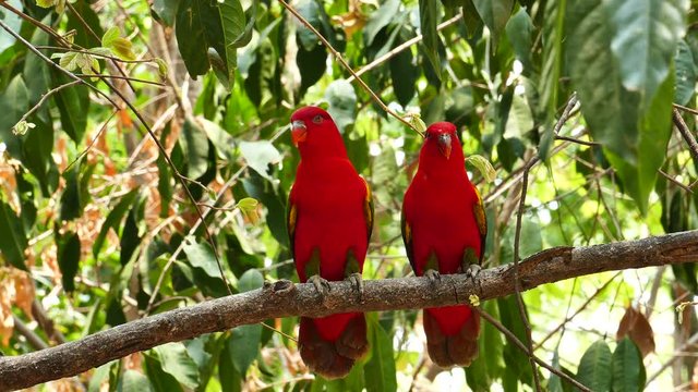 Birds in forest of thailand.