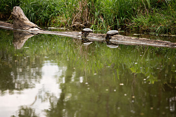 Two turtles sitting on a log and reflected in water