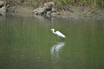 egrets