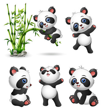 Cute baby pandas collection
