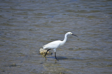 egrets