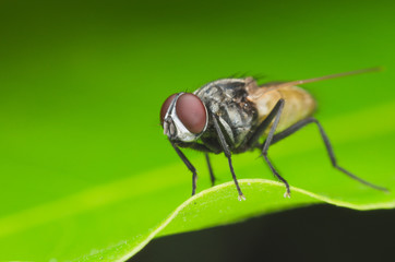 insect fly, green housefly on green leaves.