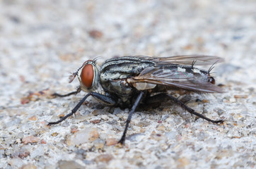 blow fly or carrion fly on concrete floor