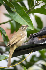 Image of bird (Streak-eared Bulbul; Pycnonotus blanfordi) on the branch on nature background. Wild Animals.