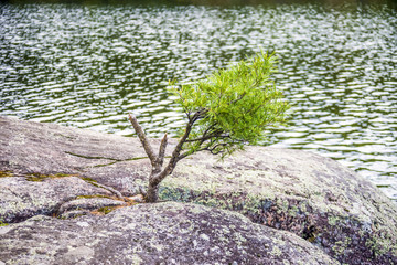 Small pine tree growing between large mossy rocks next to body of water