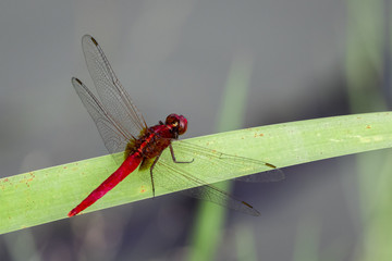 Image of a dragonfly on nature background. Insect Animal