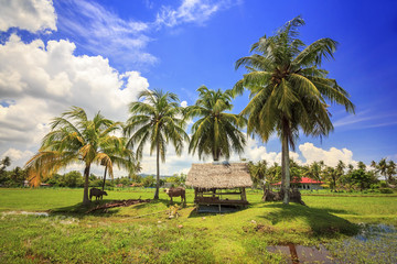 Fototapeta premium Scenery of the countryside in Langkawi, Malaysia.