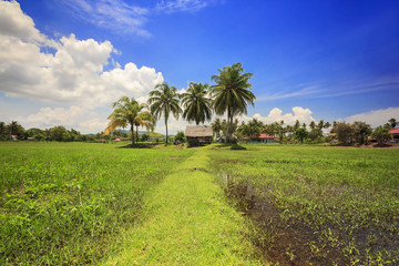 Fototapeta premium Langkawi paddy field