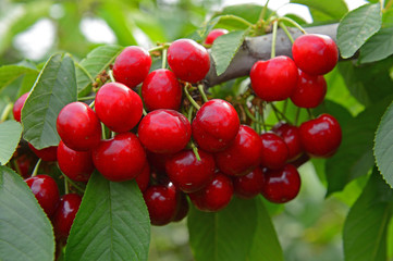 Ripe cherries in a tree