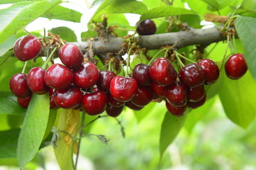 Ripe cherries in a tree