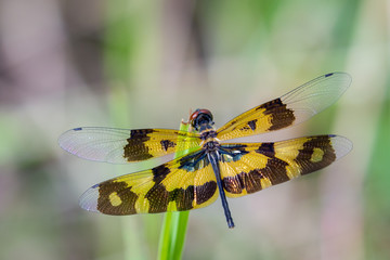 Image of a dragonfly (Rhyothemis variegata) on nature background. Insect Animal