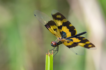 Image of a dragonfly (Rhyothemis variegata) on nature background. Insect Animal
