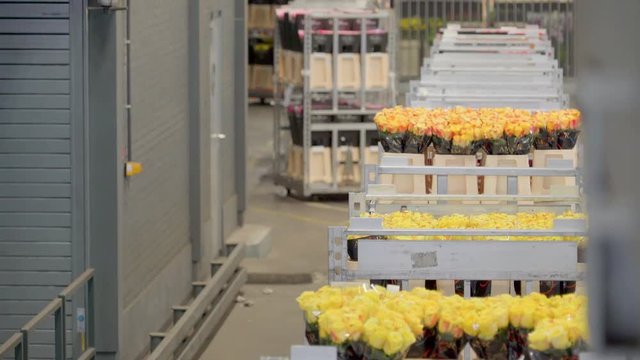 850_The_boxes_of_yellow_rosed_on_plastic_covers.mov