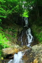 Fototapeta premium 夏の白糸の滝