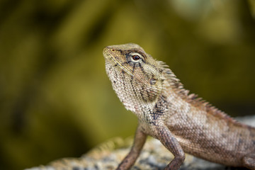 Naklejka premium Image of chameleon on nature background. Reptile