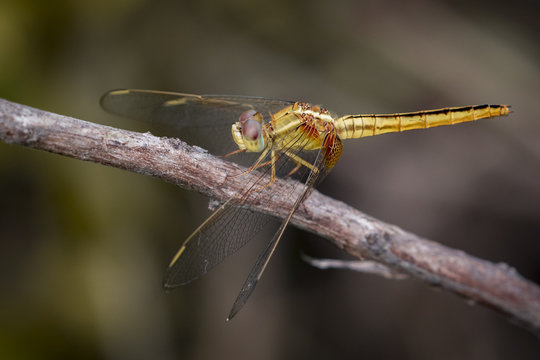 Image of a Dragonfly (Pantala flavescens) on nature background. Insect Animal