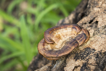 Image of mushrooms on the timber on nature background.