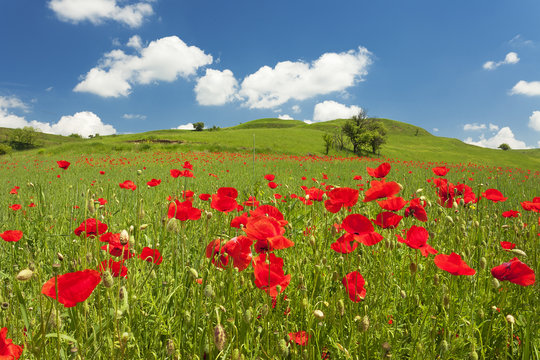Green hills with poppy flower fields and blue sky 