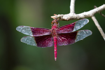 Image of a red dragonflies (Camacinia gigantea) on nature background. Insect Animal