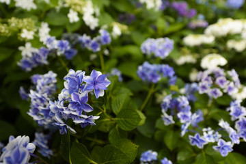 Obraz premium 雨の中の紫陽花