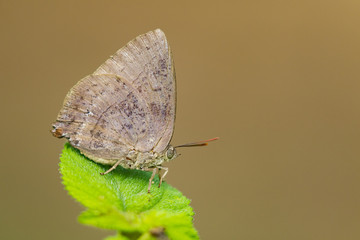 Image of butterfly (Lycaenidae) on the leaf on nature background. Insect Animal